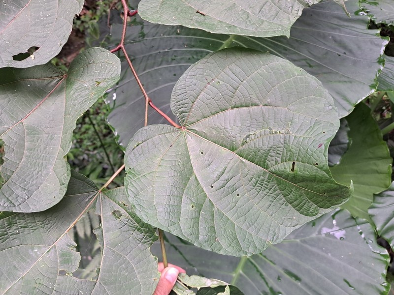 Alangium chinense photo 7