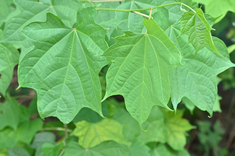 Alangium chinense photo 8