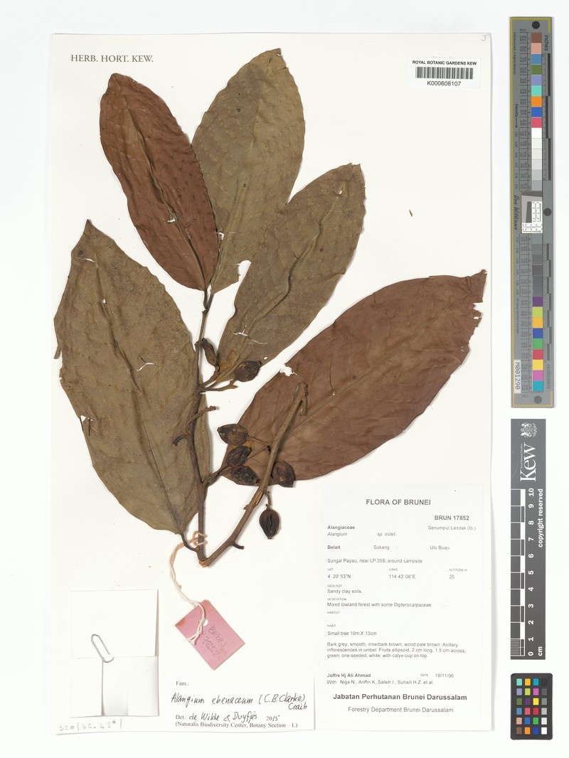 Alangium ebenaceum