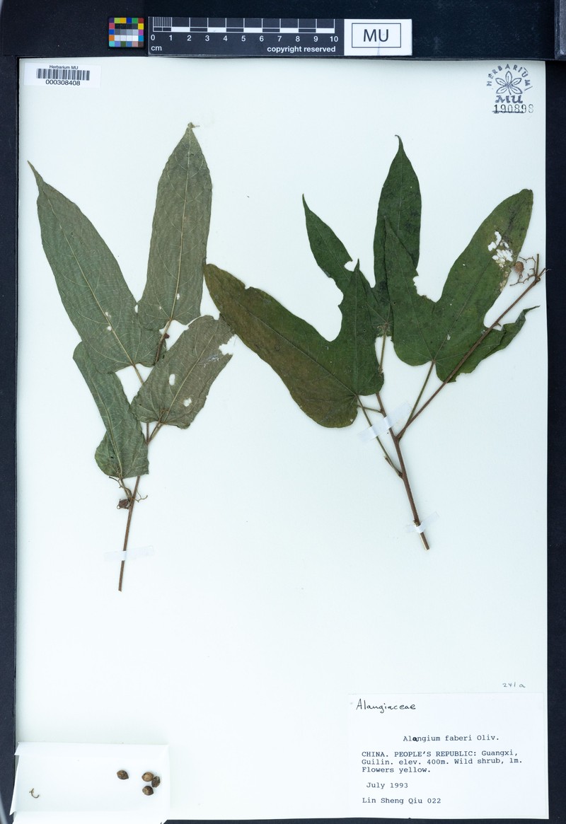 Alangium faberi