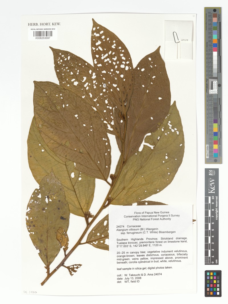Alangium ferrugineum