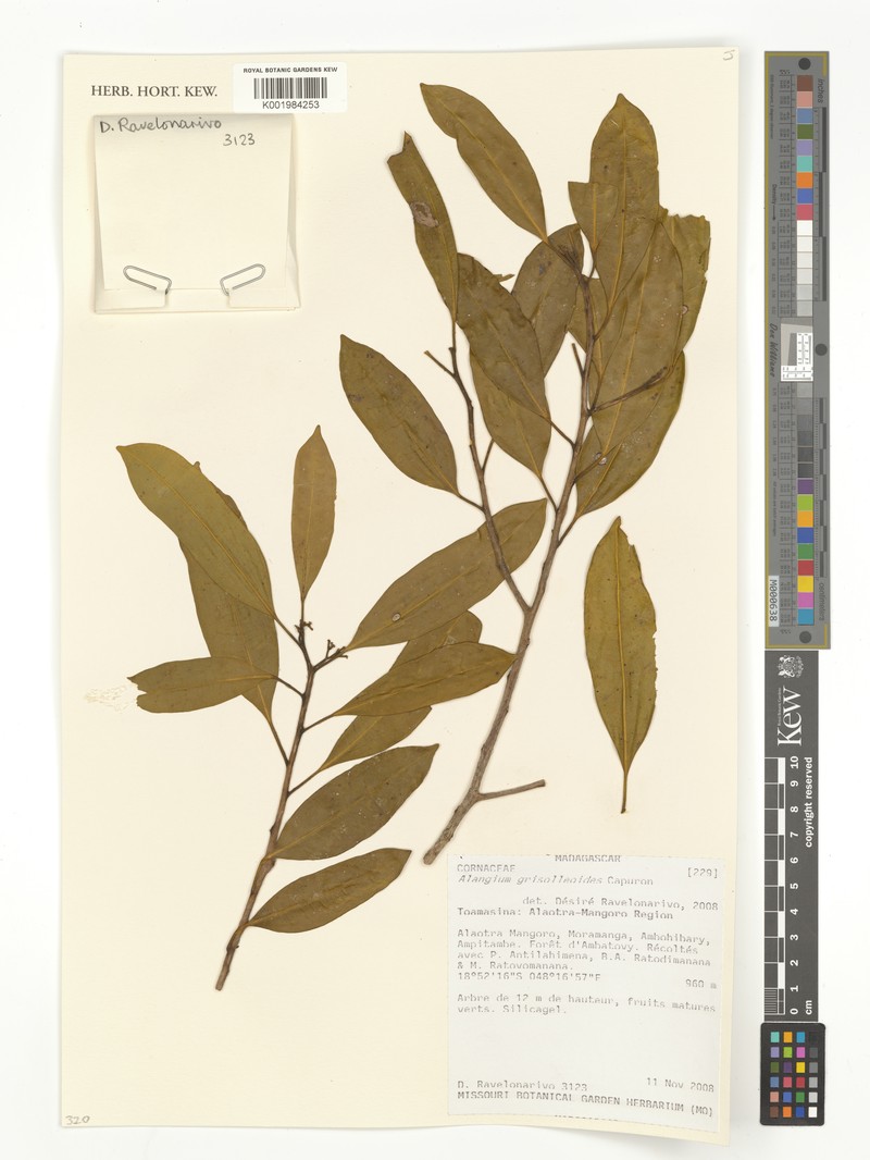 Alangium grisolleoides