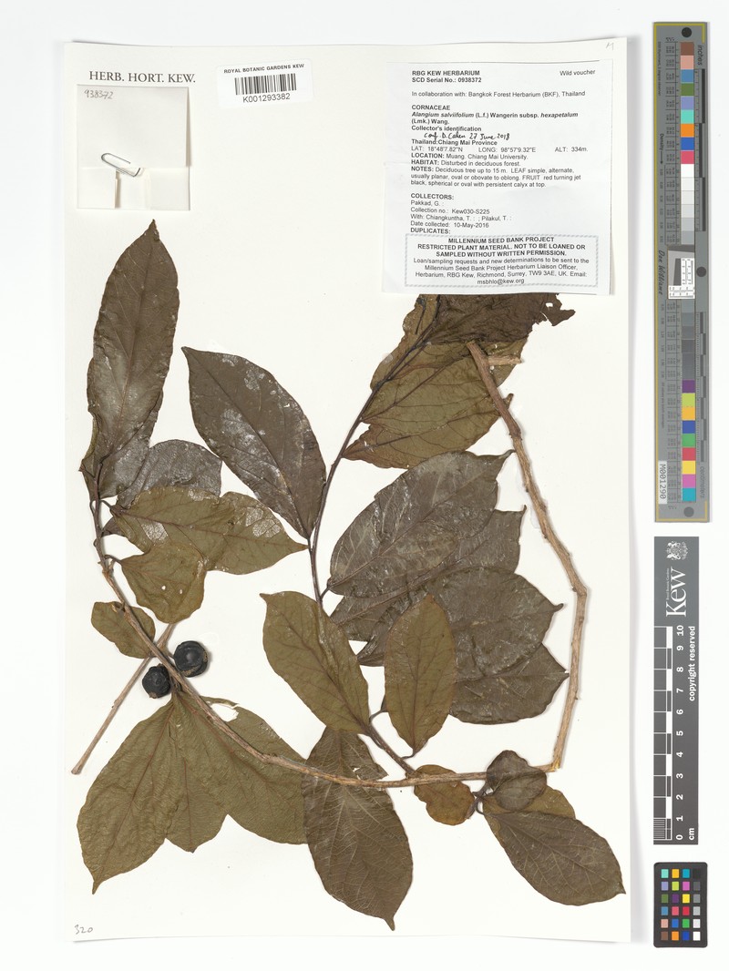 Alangium hexapetalum