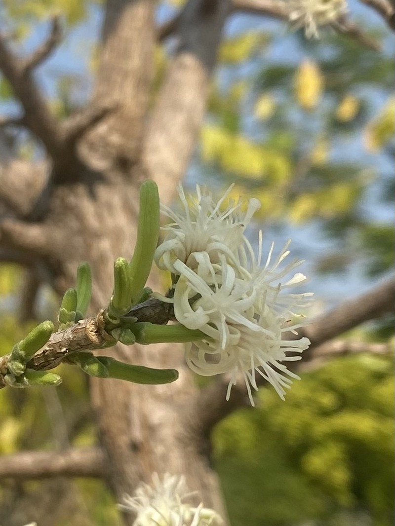 Alangium indochinense