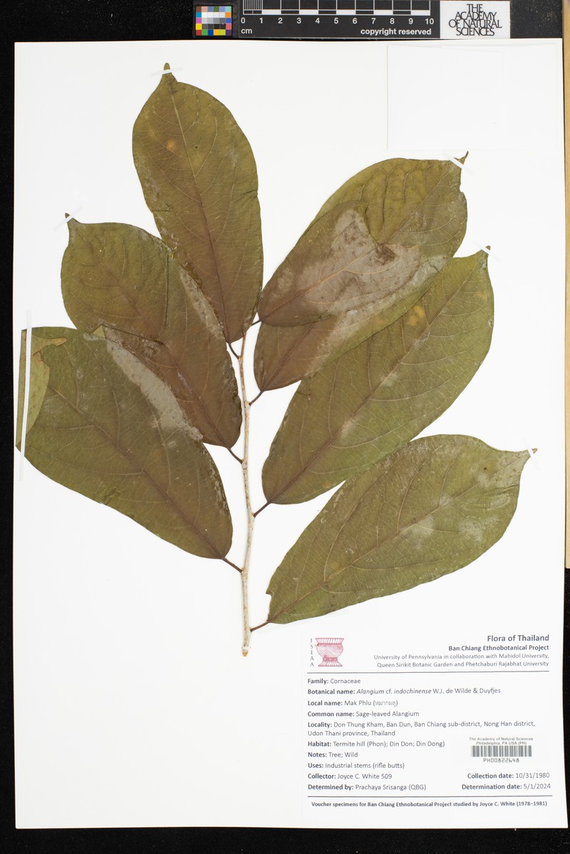 Alangium indochinense photo 3