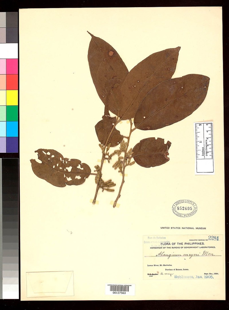 Alangium javanicum