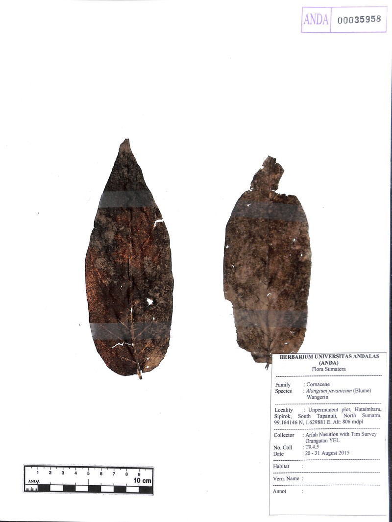 Alangium javanicum photo 2