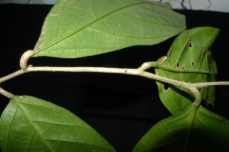 Alangium javanicum photo 3