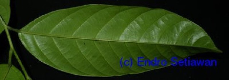 Alangium javanicum photo 4