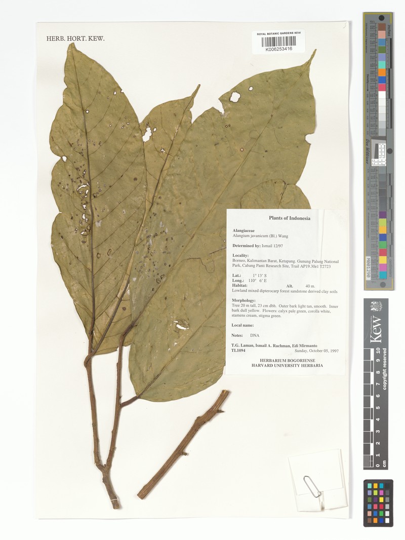 Alangium javanicum photo 5