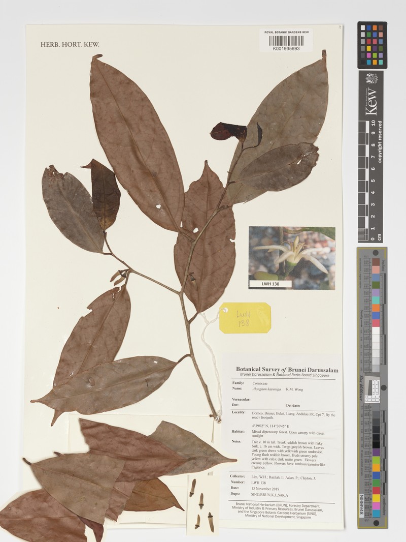 Alangium kayuniga
