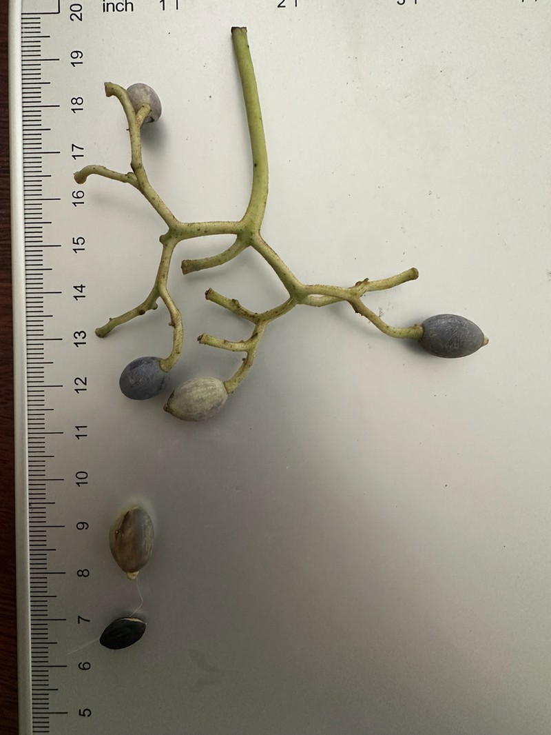 Alangium kurzii