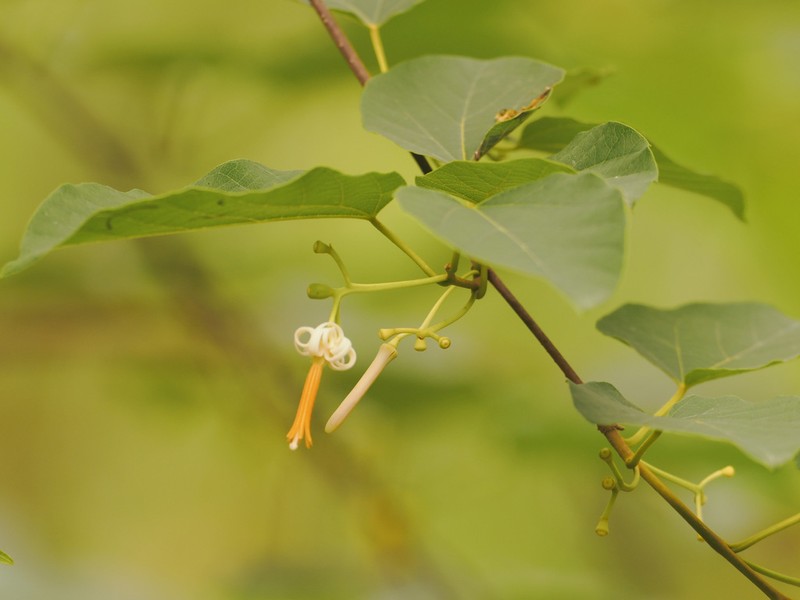 Alangium kurzii photo 2