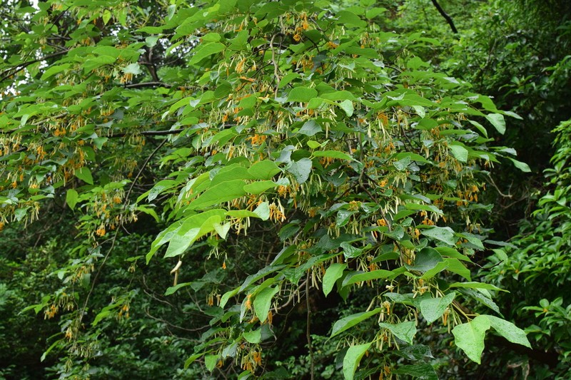 Alangium kurzii photo 4
