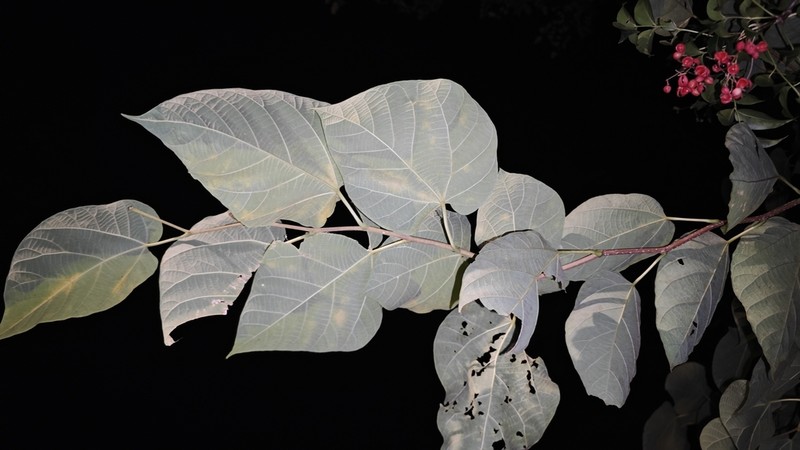 Alangium kurzii photo 5