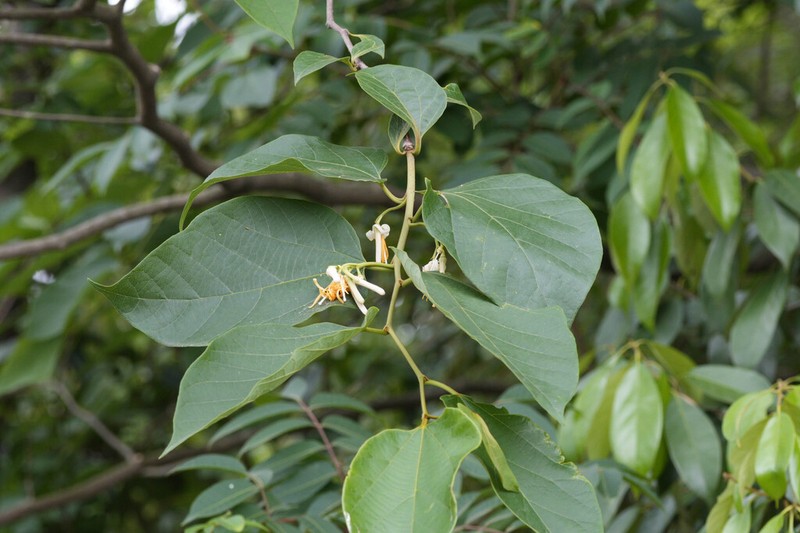 Alangium kurzii photo 6