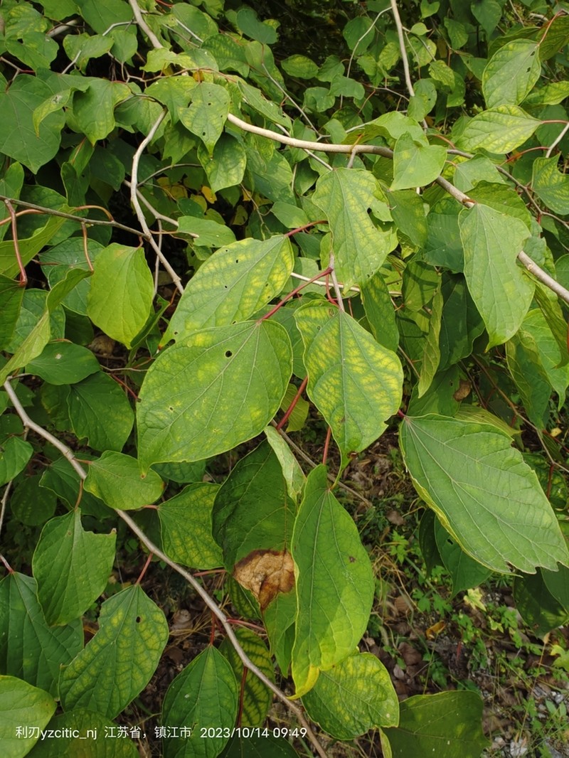 Alangium kurzii photo 7