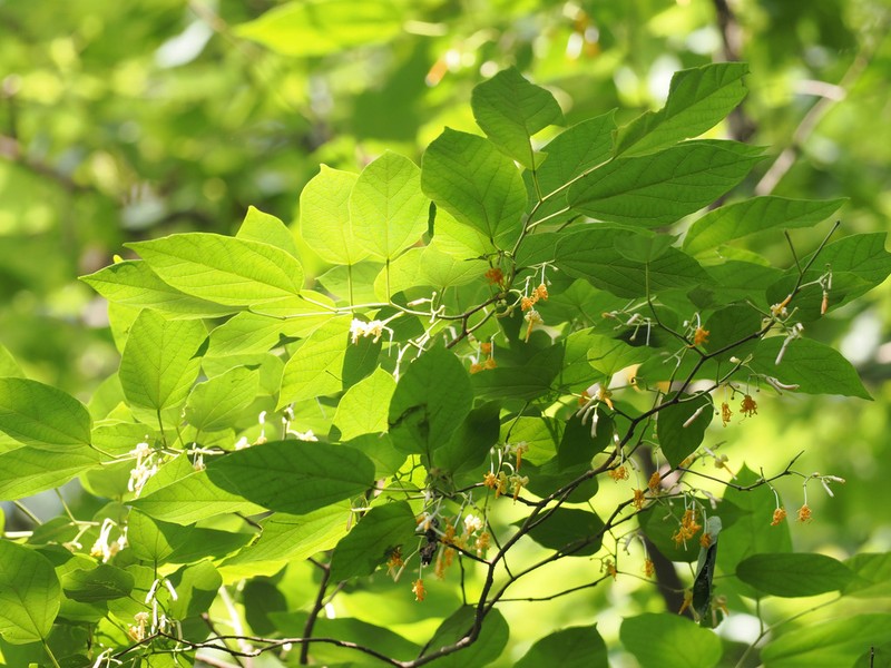 Alangium kurzii photo 8