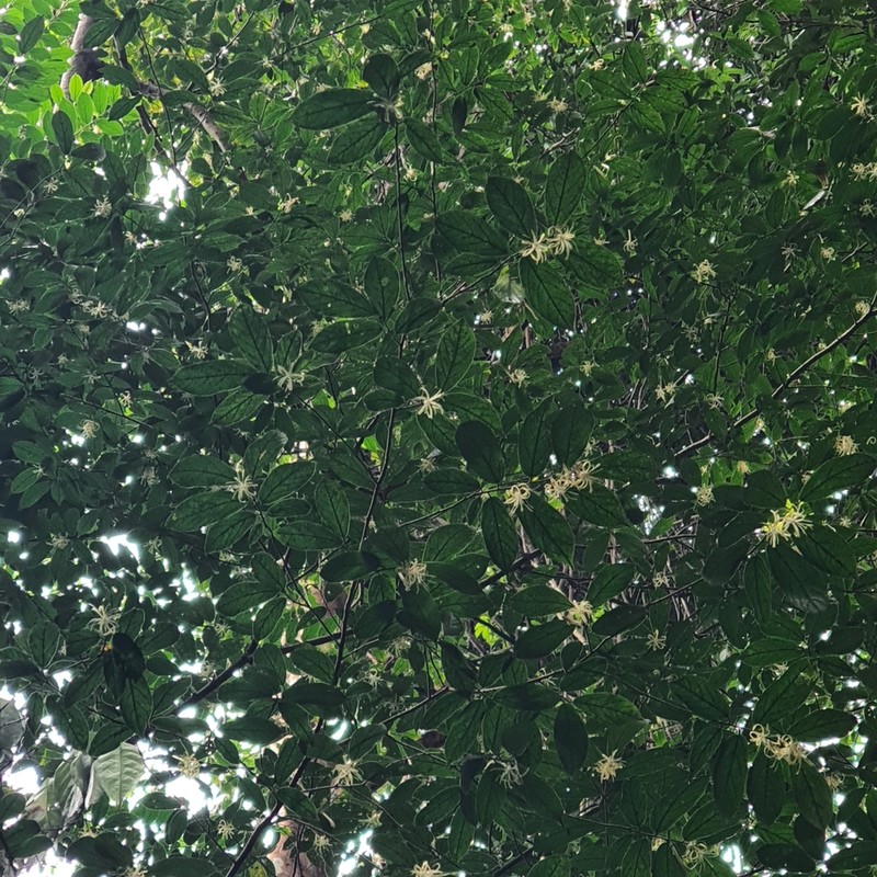 Alangium longiflorum