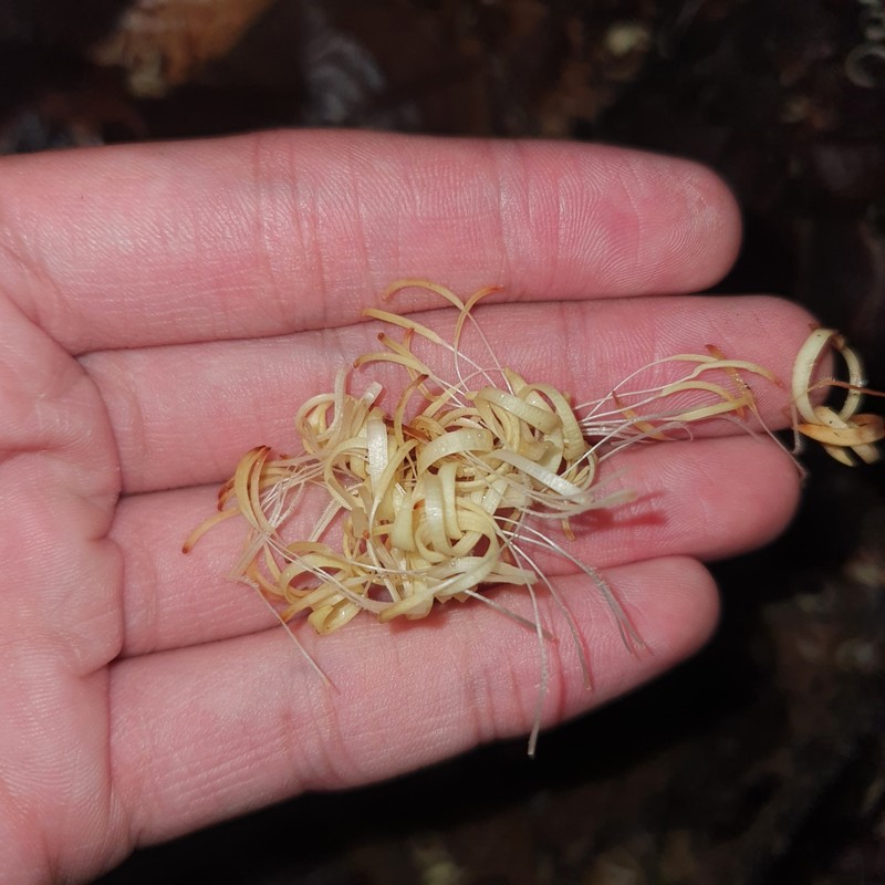 Alangium longiflorum photo 2