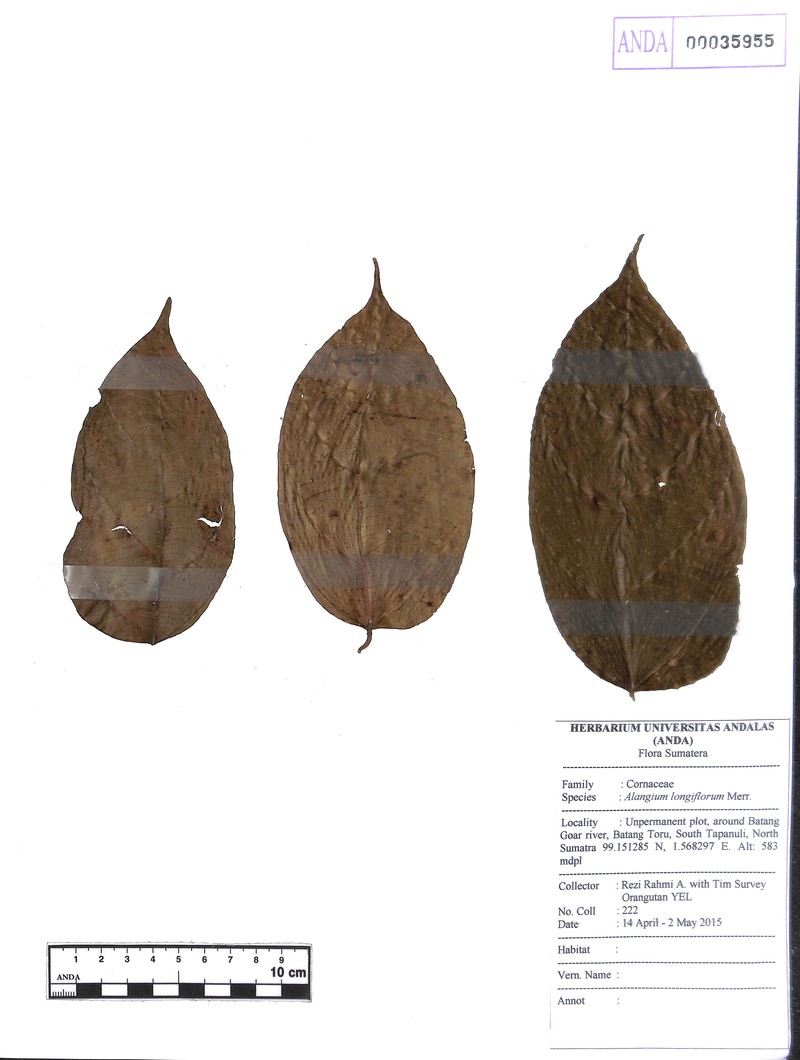 Alangium longiflorum photo 3