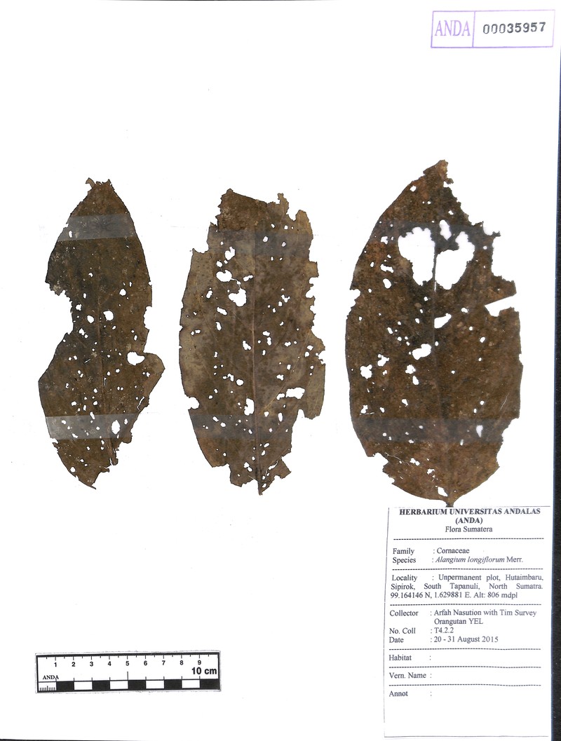 Alangium longiflorum photo 4
