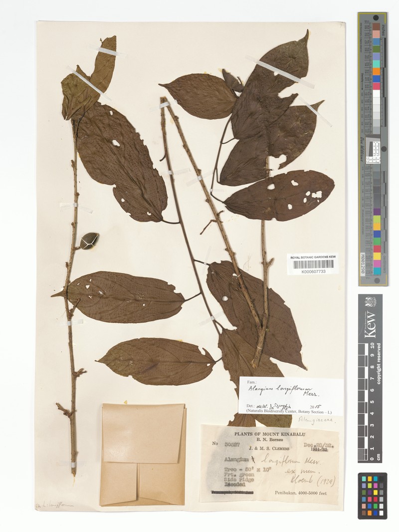 Alangium longiflorum photo 5