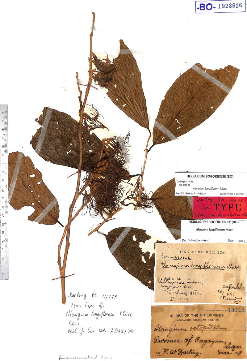 Alangium longiflorum photo 6