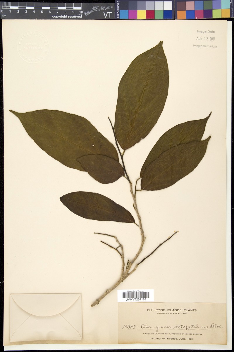 Alangium longiflorum photo 7