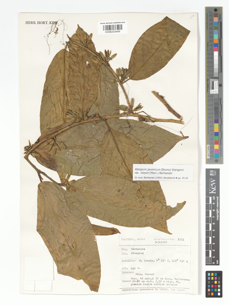 Alangium meyeri