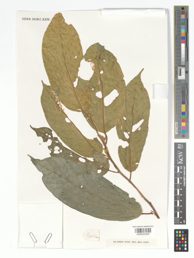 Alangium meyeri photo 2