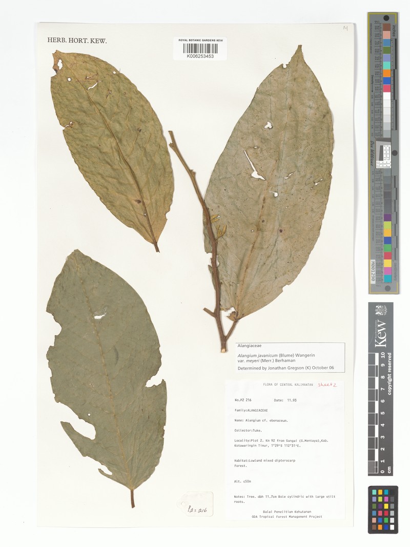Alangium meyeri photo 3