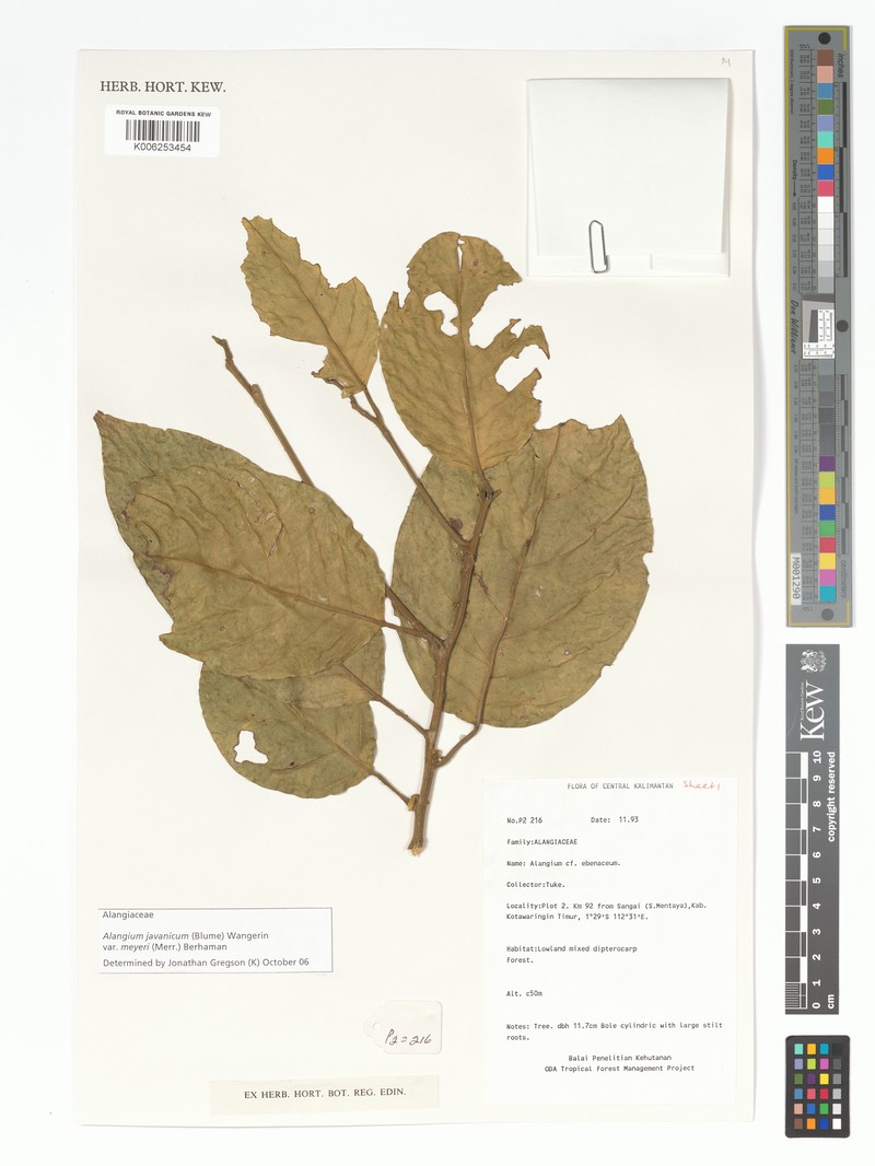 Alangium meyeri photo 4