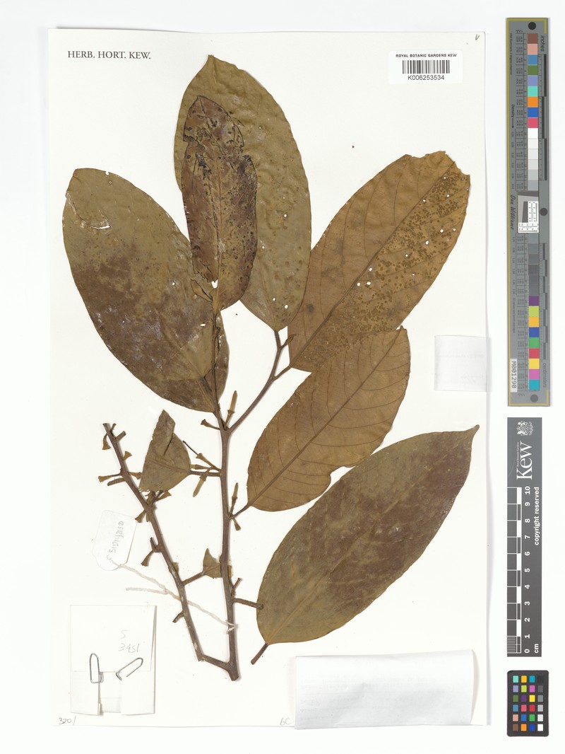 Alangium mezianum