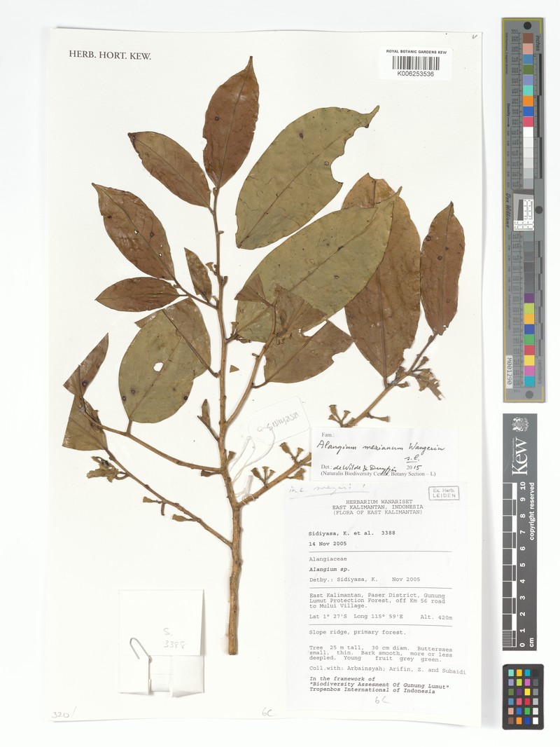 Alangium mezianum photo 2