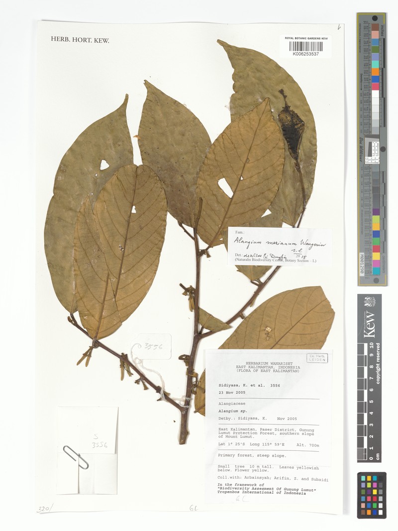 Alangium mezianum photo 3
