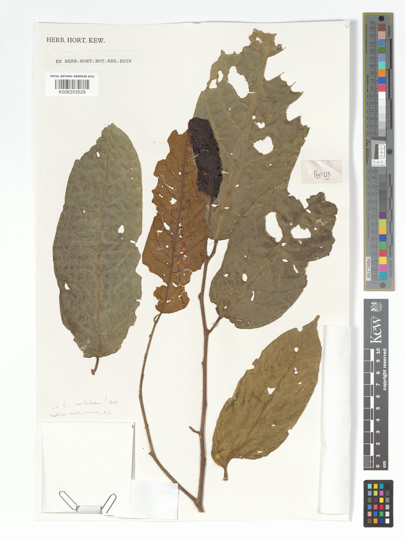 Alangium mezianum photo 4