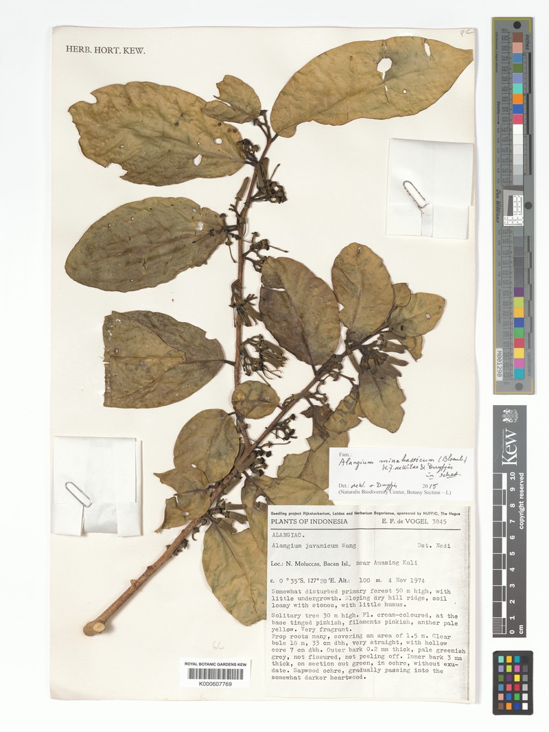 Alangium minahassicum
