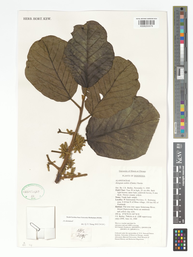 Alangium nobile