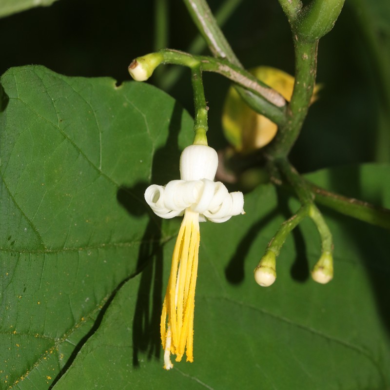 Alangium platanifolium