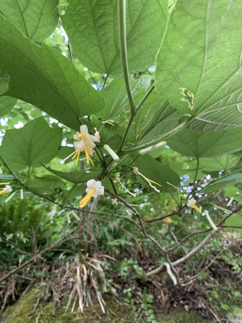Alangium platanifolium photo 2