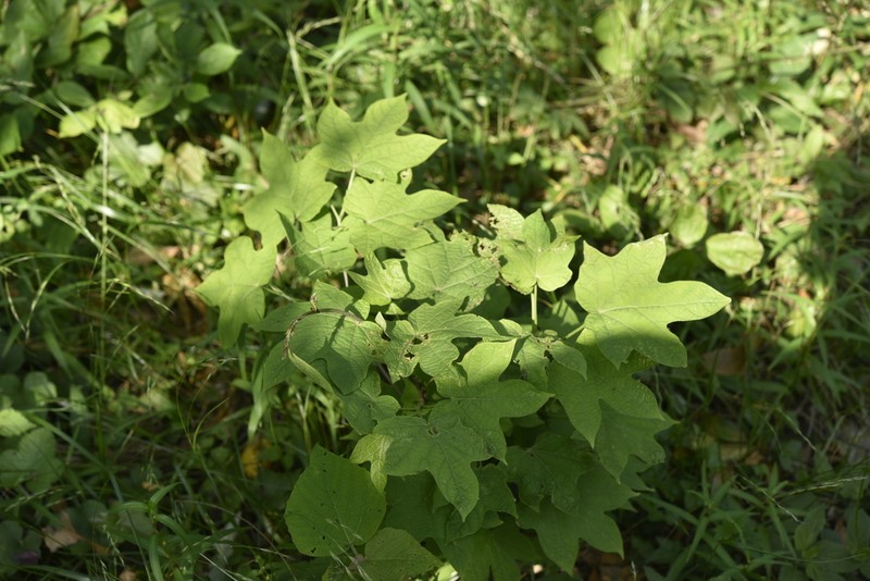 Alangium platanifolium photo 3