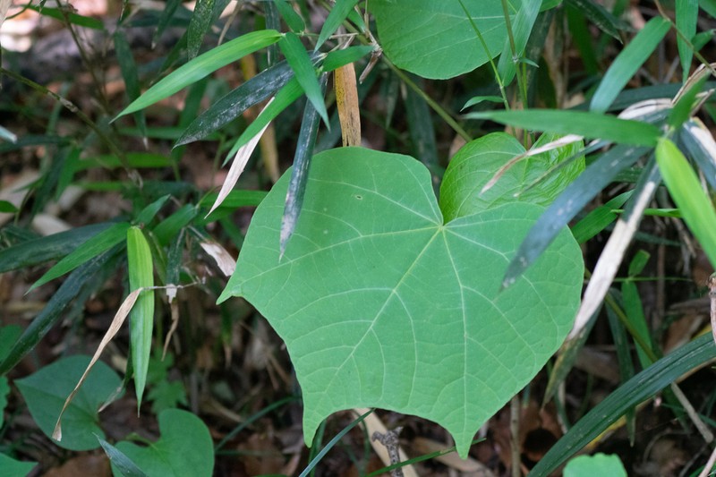 Alangium platanifolium photo 4
