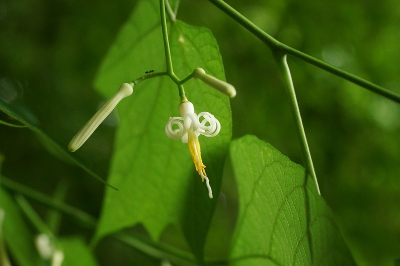 Alangium platanifolium photo 5