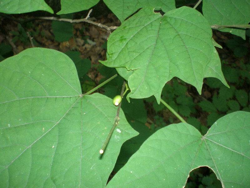 Alangium platanifolium photo 6