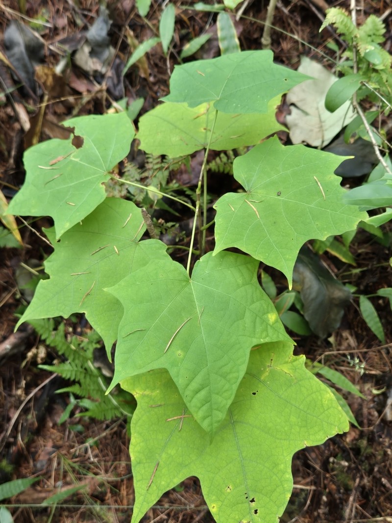Alangium platanifolium photo 7