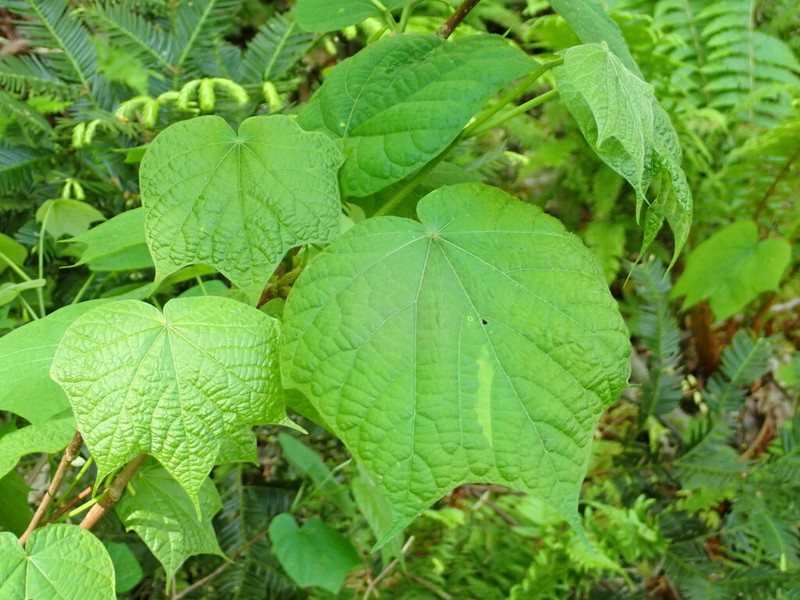Alangium platanifolium photo 8