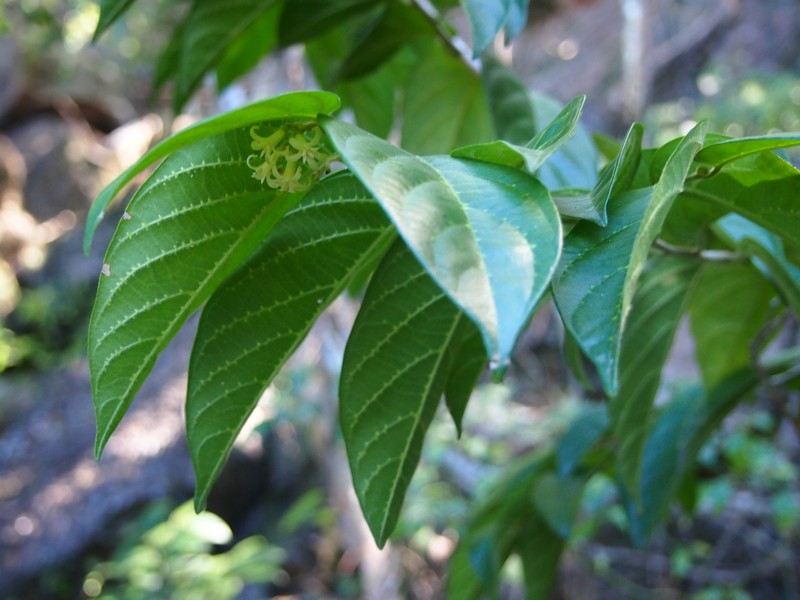 Alangium polyosmoides