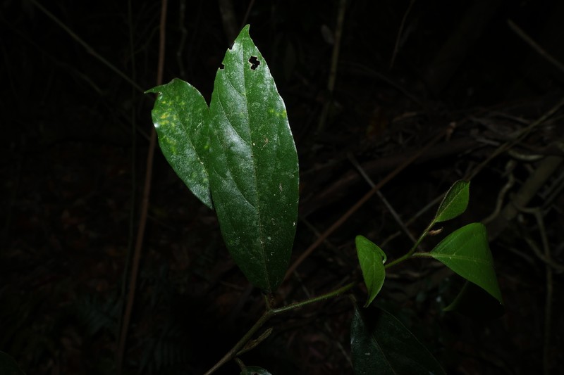 Alangium polyosmoides photo 3