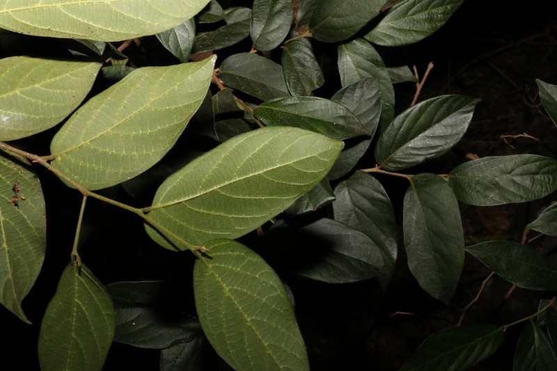 Alangium polyosmoides photo 4